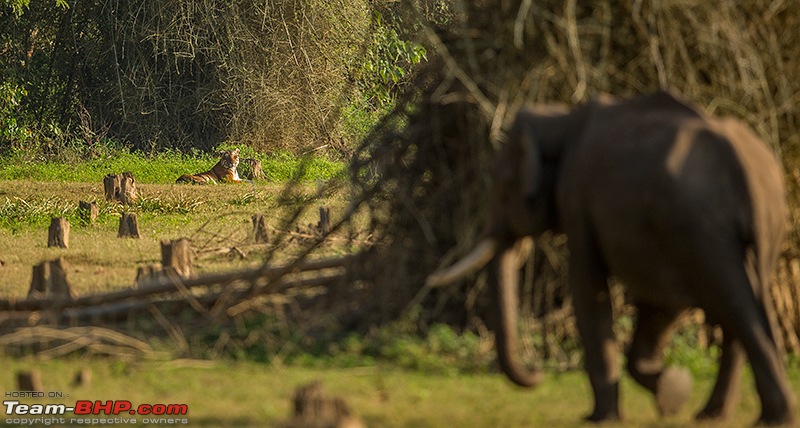 Bandipur & Kabini over weekends : Photologue-_dsm2547.jpg