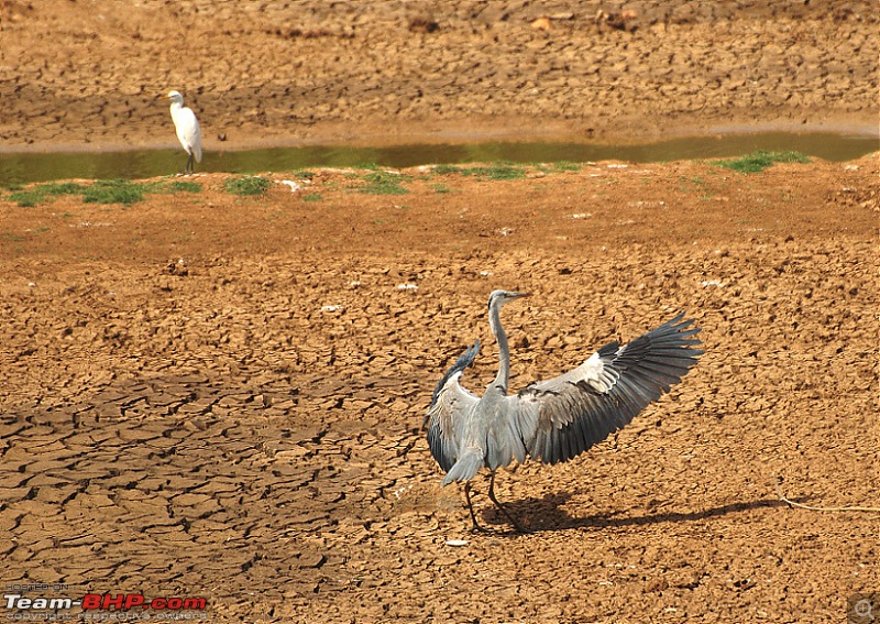 Exploring the Great Indian Outdoors-dsc_1175.jpg