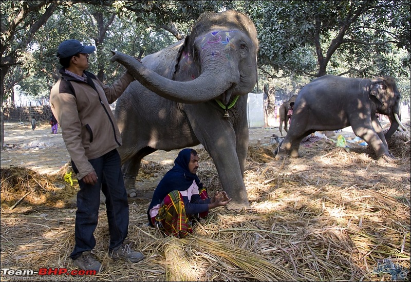 Bihar - A Bullet ride to Sonepur Mela & a Safari drive to Valmiki National Park-sonepur100.jpg