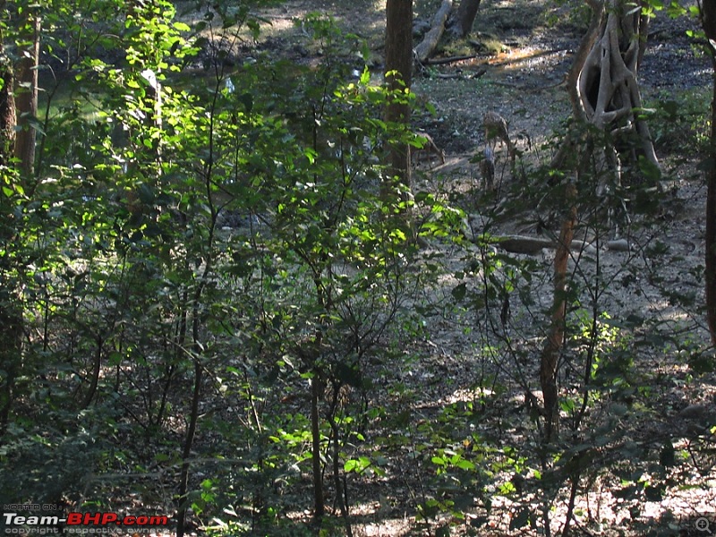 Different Shades of Green-A Trip To Jim Corbett National Park-img_1523.jpg