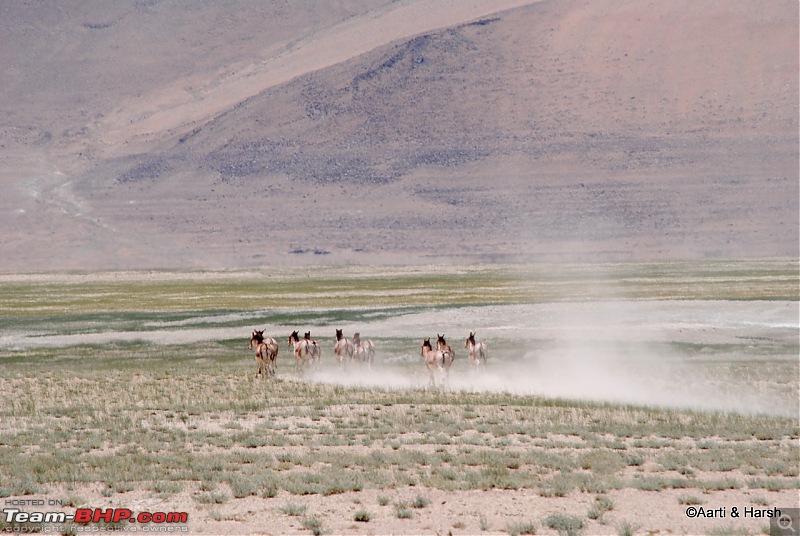 Six Wanderers Ride to Ladakh-19dsc_7276.jpg