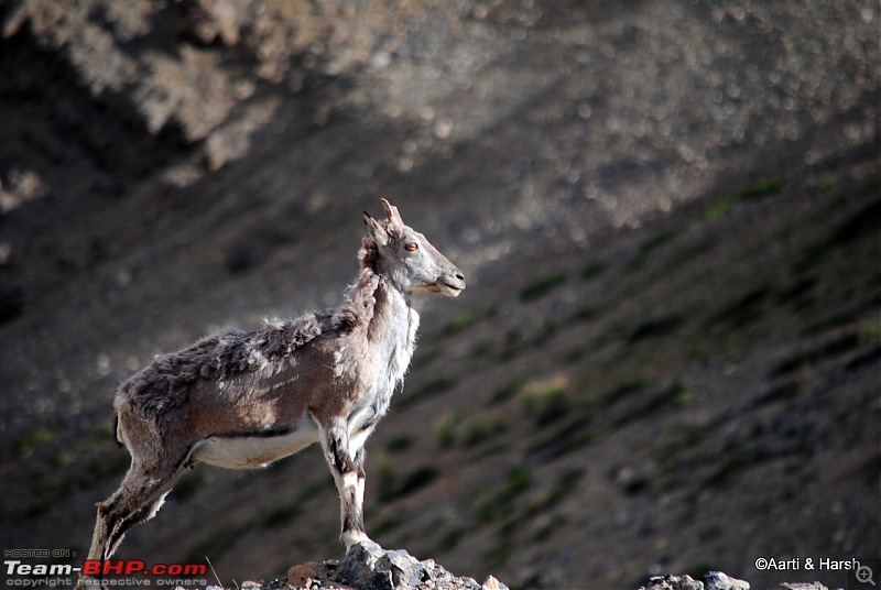 Six Wanderers Ride to Ladakh-39dsc_7326.jpg