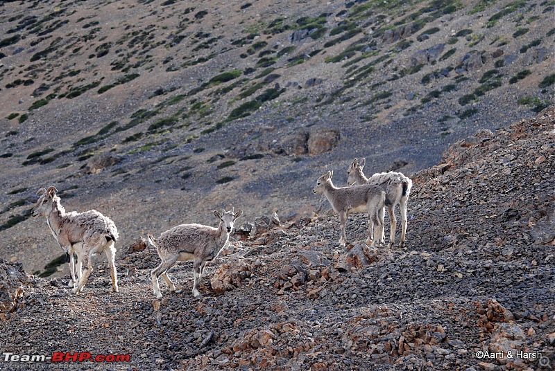 Six Wanderers Ride to Ladakh-43dsc_7331.jpg