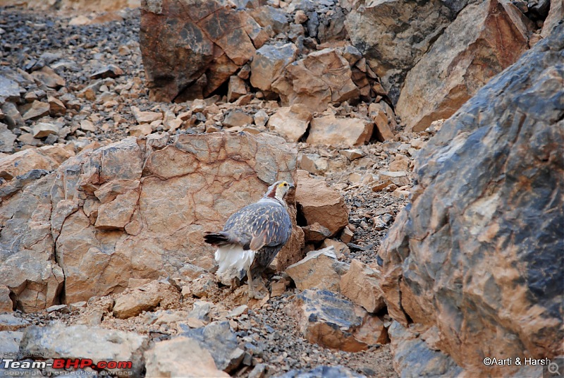 Six Wanderers Ride to Ladakh-44dsc_7332.jpg