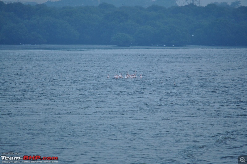 Flamingo watching at Sewri-Mumbai-dsc_0413.jpg