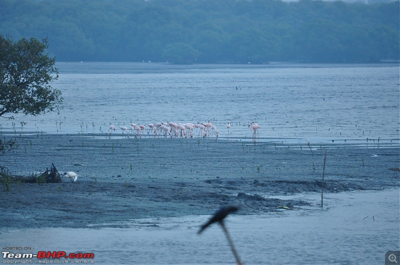 Flamingo watching at Sewri-Mumbai-dsc_0411.jpg