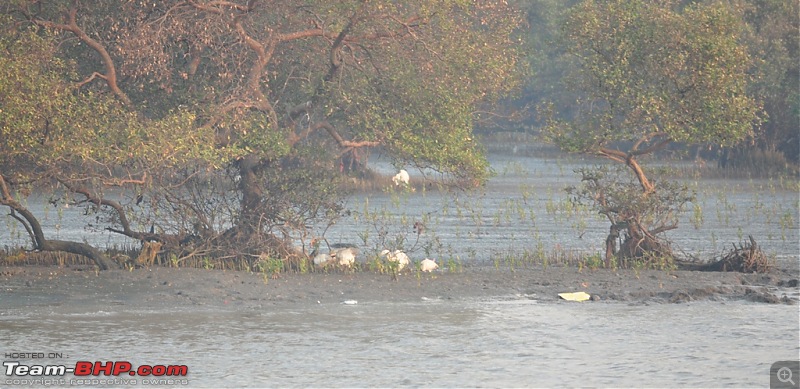 Flamingo watching at Sewri-Mumbai-dsc_0461.jpg