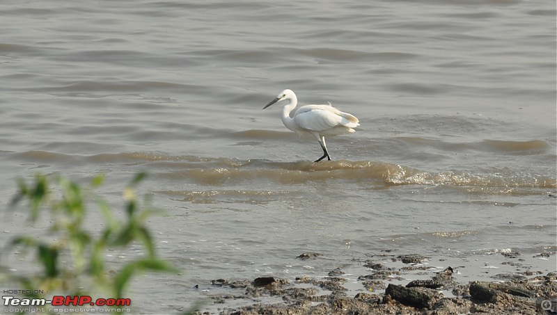 Flamingo watching at Sewri-Mumbai-dsc_0565.jpg