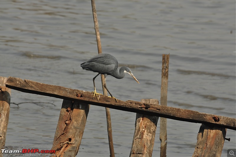 Flamingo watching at Sewri-Mumbai-dsc_0587.jpg