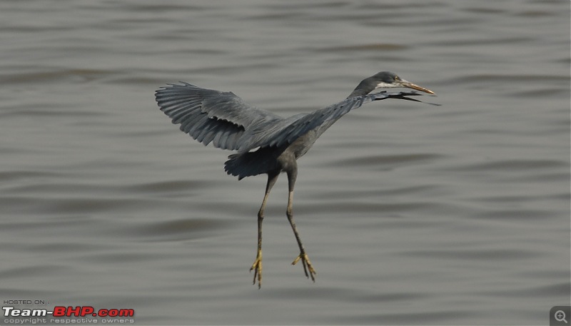 Flamingo watching at Sewri-Mumbai-dsc_0608.jpg