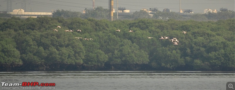 Flamingo watching at Sewri-Mumbai-dsc_0626.jpg