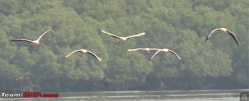 Flamingo watching at Sewri-Mumbai-dsc_0630.jpg