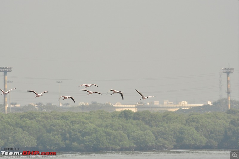 Flamingo watching at Sewri-Mumbai-dsc_0632.jpg