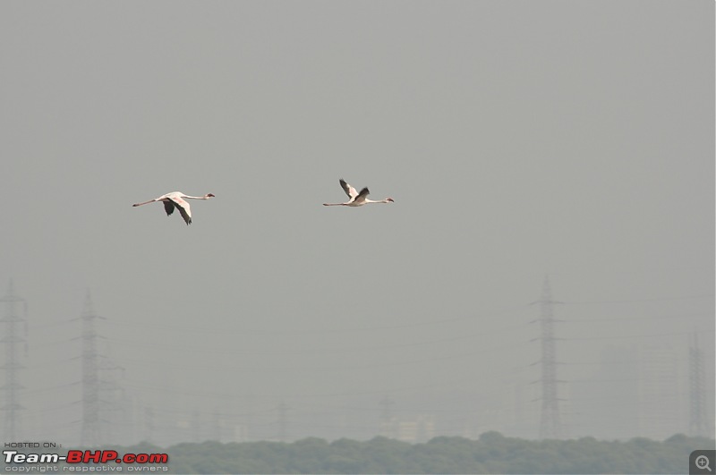 Flamingo watching at Sewri-Mumbai-dsc_0636.jpg