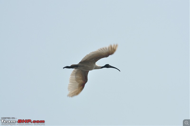 Flamingo watching at Sewri-Mumbai-dsc_0648.jpg