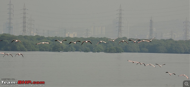 Flamingo watching at Sewri-Mumbai-dsc_0033.jpg