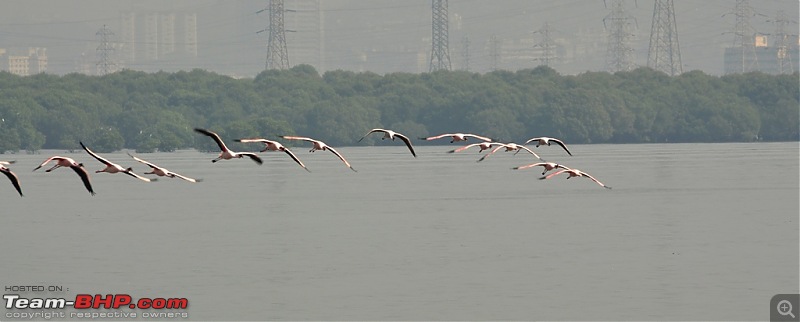 Flamingo watching at Sewri-Mumbai-dsc_0036.jpg