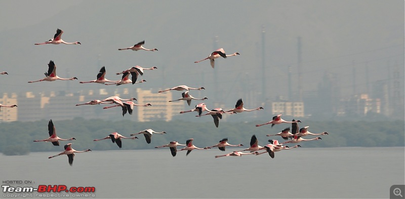 Flamingo watching at Sewri-Mumbai-dsc_0042.jpg