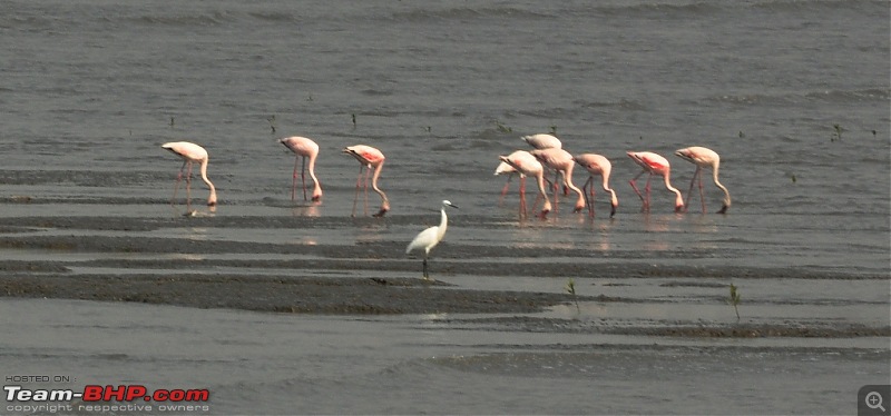 Flamingo watching at Sewri-Mumbai-dsc_0112.jpg