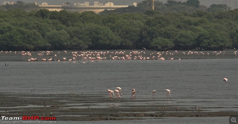 Flamingo watching at Sewri-Mumbai-dsc_0152.jpg