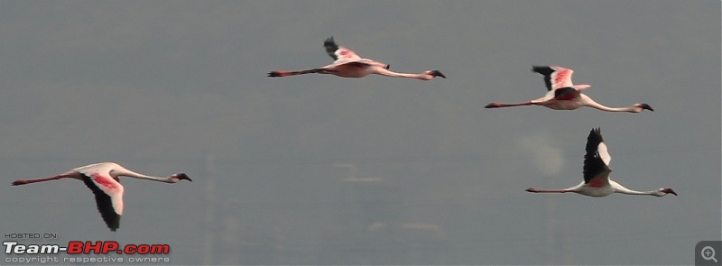 Flamingo watching at Sewri-Mumbai-dsc_0172.jpg