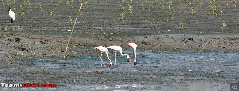 Flamingo watching at Sewri-Mumbai-dsc_0185.jpg