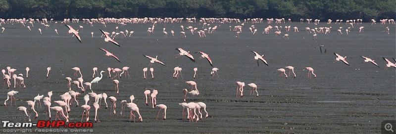 Flamingo watching at Sewri-Mumbai-dsc_0189.jpg