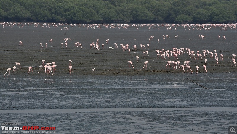 Flamingo watching at Sewri-Mumbai-dsc_0202.jpg