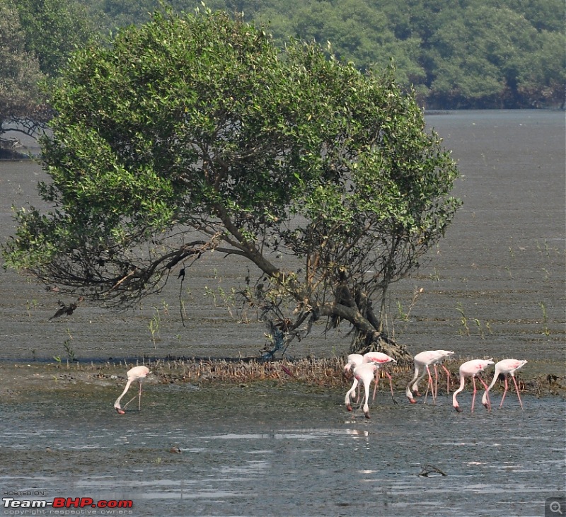 Flamingo watching at Sewri-Mumbai-dsc_0207.jpg