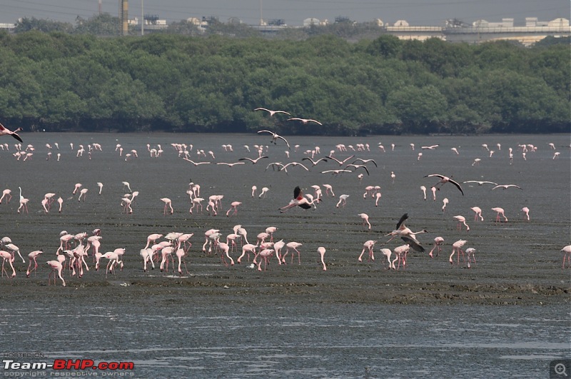 Flamingo watching at Sewri-Mumbai-dsc_0210.jpg