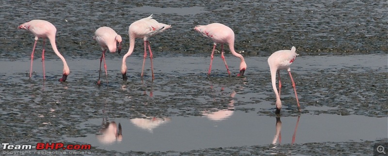 Flamingo watching at Sewri-Mumbai-dsc_0227.jpg