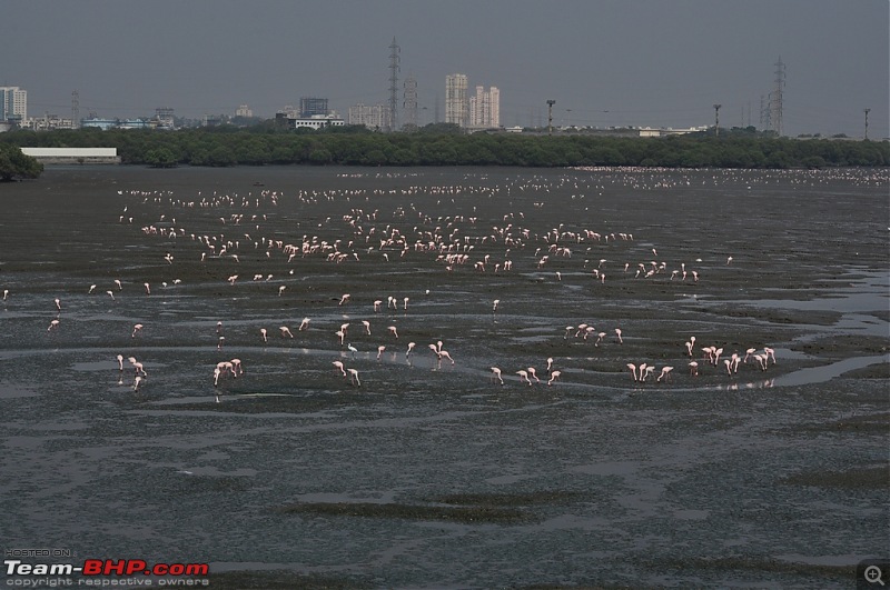 Flamingo watching at Sewri-Mumbai-dsc_0236.jpg