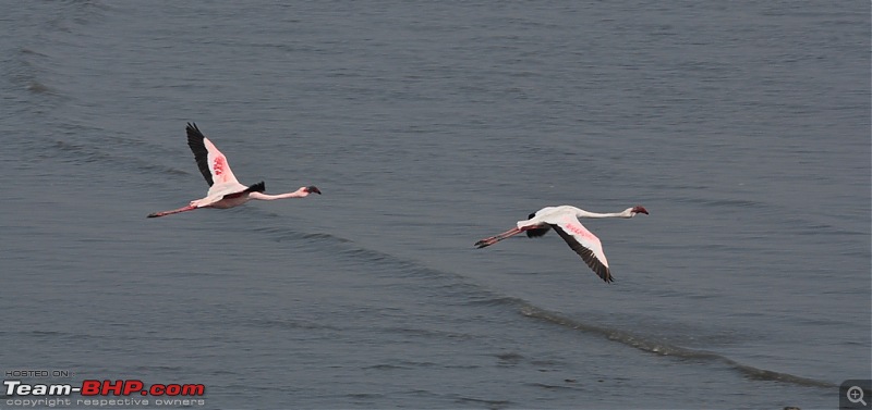 Flamingo watching at Sewri-Mumbai-dsc_0257.jpg