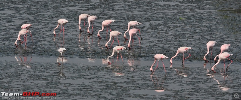 Flamingo watching at Sewri-Mumbai-dsc_0260.jpg