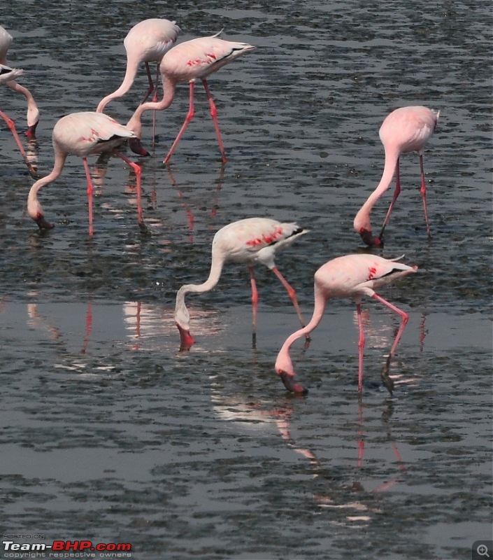 Flamingo watching at Sewri-Mumbai-dsc_0261.jpg