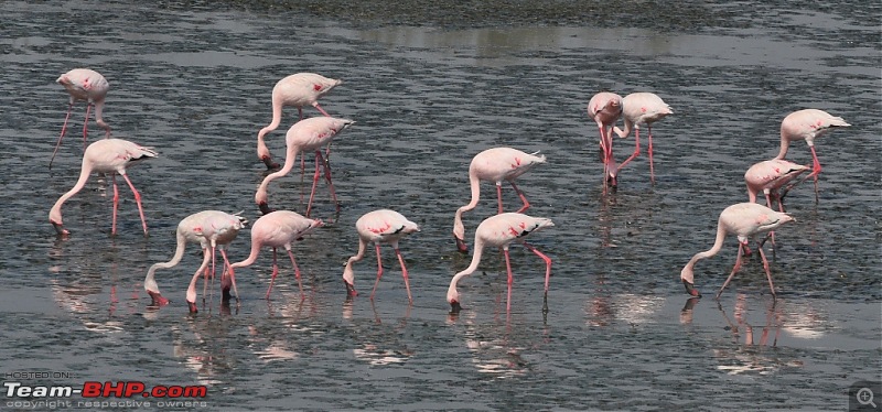 Flamingo watching at Sewri-Mumbai-dsc_0262.jpg