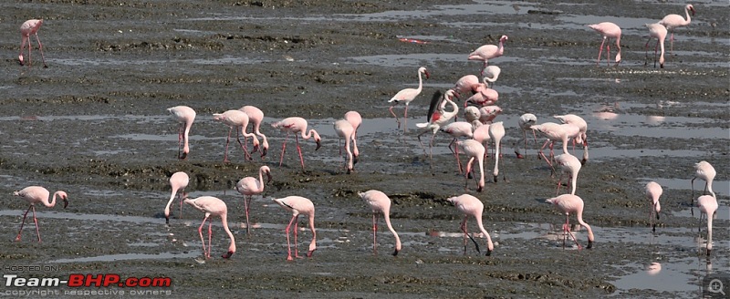 Flamingo watching at Sewri-Mumbai-dsc_0277.jpg