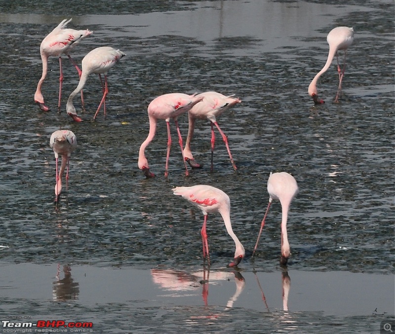 Flamingo watching at Sewri-Mumbai-dsc_0278.jpg