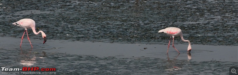 Flamingo watching at Sewri-Mumbai-dsc_0281.jpg