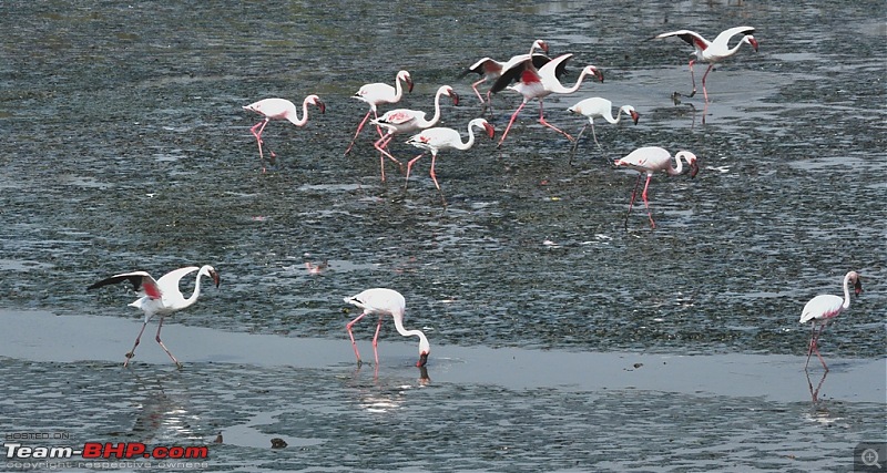 Flamingo watching at Sewri-Mumbai-dsc_0283.jpg