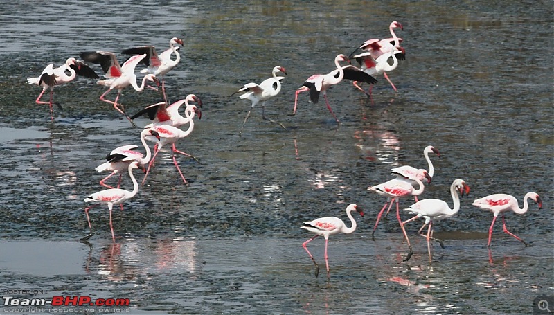 Flamingo watching at Sewri-Mumbai-dsc_0287.jpg