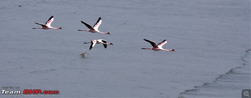 Flamingo watching at Sewri-Mumbai-dsc_0293.jpg