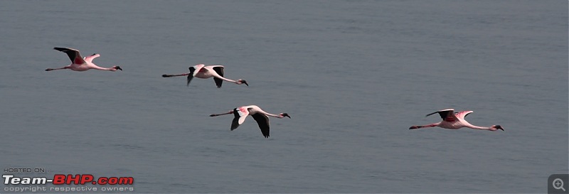 Flamingo watching at Sewri-Mumbai-dsc_0296.jpg