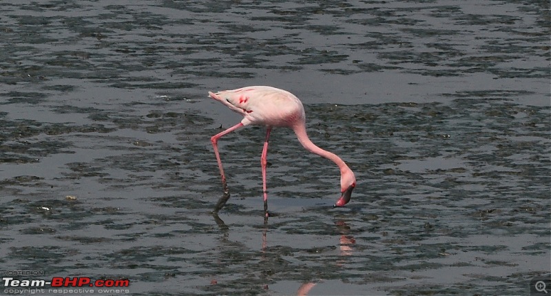 Flamingo watching at Sewri-Mumbai-dsc_0318.jpg