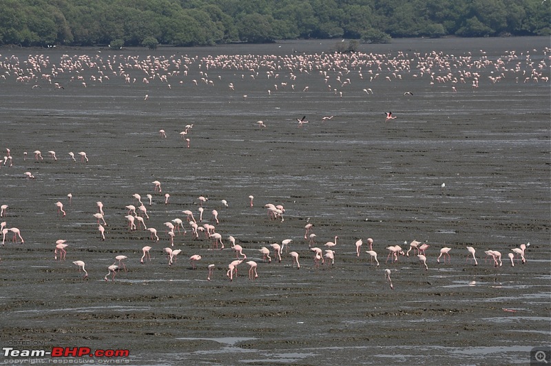 Flamingo watching at Sewri-Mumbai-dsc_0325.jpg