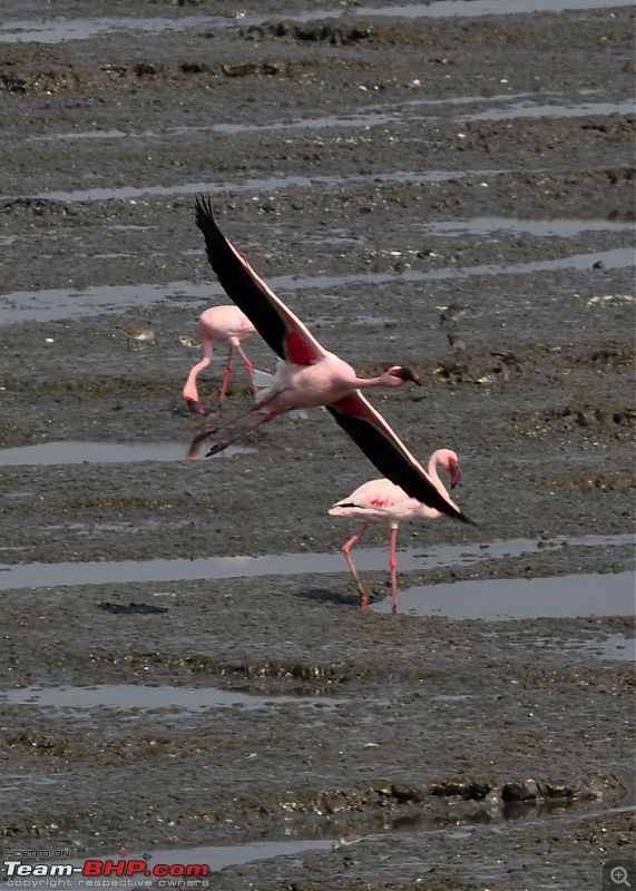 Flamingo watching at Sewri-Mumbai-dsc_0334.jpg