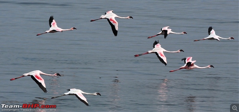 Flamingo watching at Sewri-Mumbai-dsc_0345.jpg