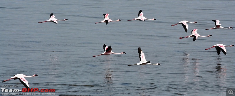 Flamingo watching at Sewri-Mumbai-dsc_0346.jpg