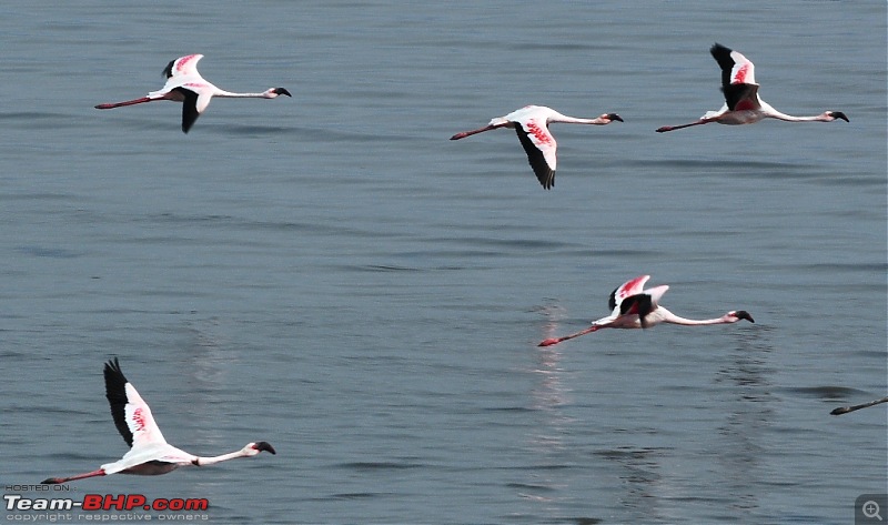 Flamingo watching at Sewri-Mumbai-dsc_0347.jpg