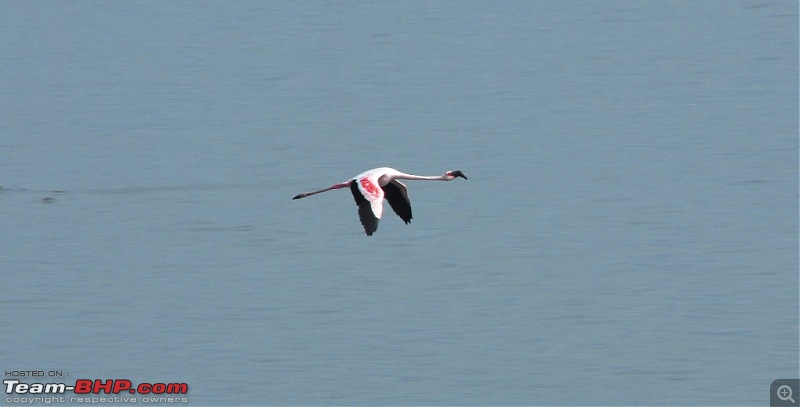 Flamingo watching at Sewri-Mumbai-dsc_0361.jpg